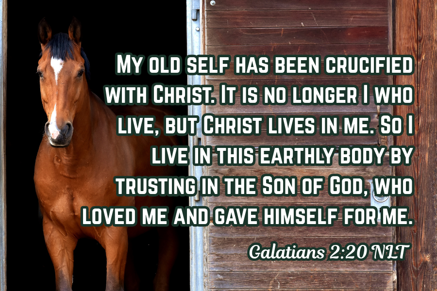 Horse standing in a doorway with a quote from Galatians 2:20 NLT on a wooden door.