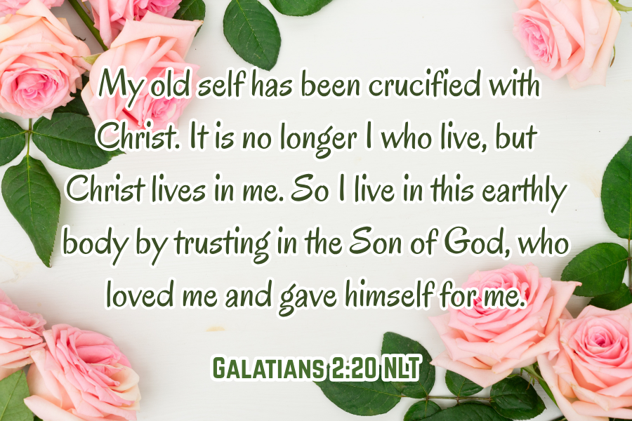Pink roses with green leaves and a quote from Galatians 2:20 NLT on a white background.